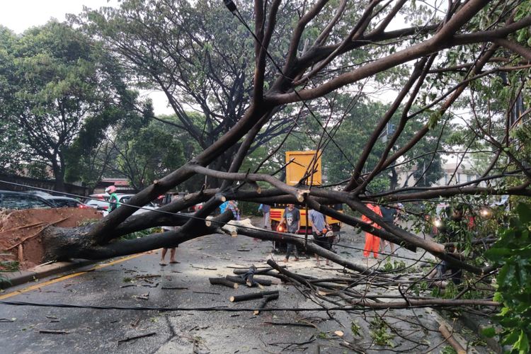 Puluhan Pohon di Jakarta Tumbang akibat Cuaca Ekstrem 2024