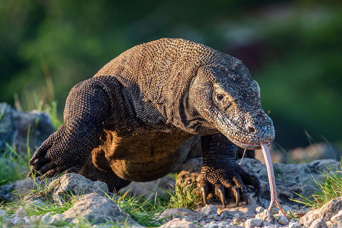 Fakta Terbaru Ternyata Gigi Komodo Yang Kuat Berlapis Besi