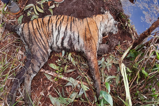 Menyedihkan Harimau Sumatra Buntung Mati Terkena jerat Babi